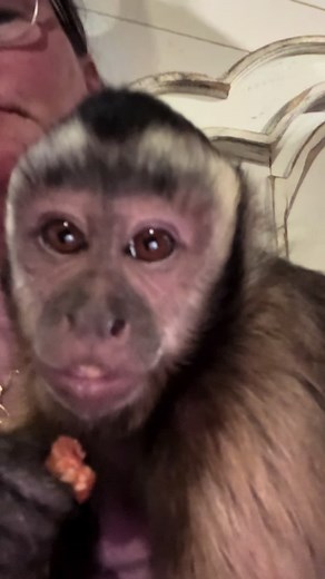 Getting the Monkeys Settled for the Night