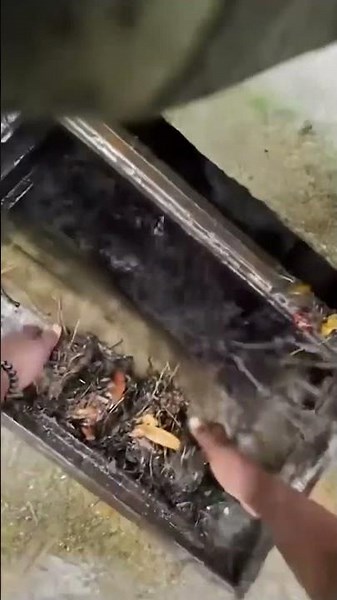 Blind, Elderly Dog RESCUED from Storm Drain #shorts