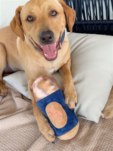 Bruna Bonaldi Tavares - A Bruna de BT 💙 on Instagram: "Sim, eu lancei uma “base” para pets 💁🏻‍♀️Calma que eu explico!!! No começo do ano, chamei a @petlovebrasil para criar uma pelúcia inspirada na BT Skin, nosso produto mais vendido. Mas a ideia nunca foi só fazer um brinquedo. A intenção sempre foi usar a força da marca para gerar impacto real na causa animal. Eu queria unir visibilidade, significado e contribuição financeira para quem cuida dos animais que esperam uma nova chance. E esse p