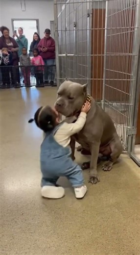 The sweetest interaction between child and shelter dog #rescue #dogs #emotional