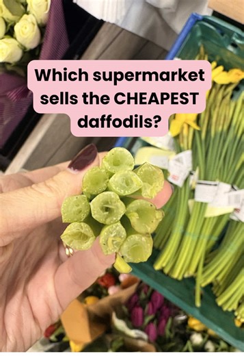 Spring Flower Price Comparison: Daffodils Deals 2026
