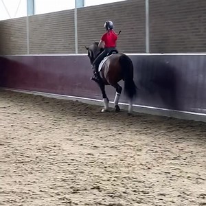 Rebecca has just returned from a horse shopping trip in Holland with clients. Ruby tagged along to help trial ride some of the horses.... She had the best time, fell in love with every horse and is begging to bring them all home 🦄 Nearly time for us to retire we think 🤣 | Hughes Dressage