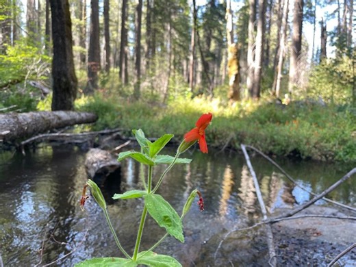 Nature finds a way? Wild plant gets ‘evolutionary rescue’ from drought