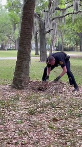 “Requesting backup. We have a very short four legged fury suspect on the loose.” ☺️ Officer Stockton spotted an injured Guinea pig on the loose and was able to capture it and take it to an animal shelter to be treated. Something to make you smile as you end your day. | Tampa Police Department
