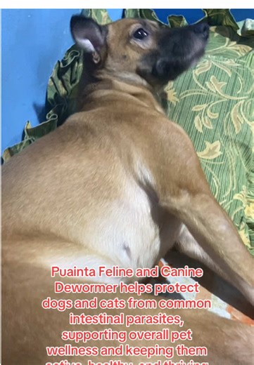 Effective Dewormer for Dogs and Cats: Puainta Review