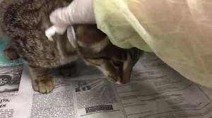 67 reactions · 160 shares | ADOPTED! BRAN - #A171235 *Vetted for...