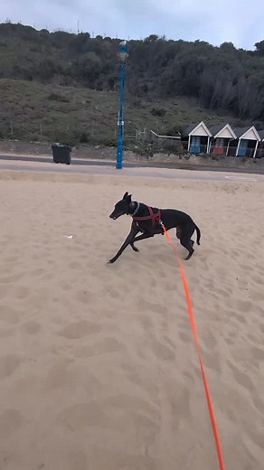 🐾 Choosing the Right Dog for You Choosing the right dog isn’t about your dream lifestyle, it’s about your real one 💭 How much time do you actually have? How long will your dog be alone each day? How much training do you genuinely want to do? There’s no right or wrong answer to those questions but there is a right match for you ❤️ Lately, I’ve been helping people find their perfect match before they even bring a dog home. just like Paddy, the greyhound in this video. We sit down, talk through t