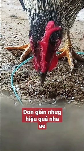 Cách Bắt Gà Đơn Giản và Hiệu Quả Nhất