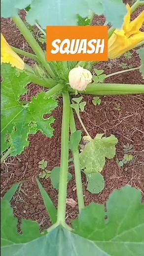 🎃 **SQUASH 101: Types, Growing Tips & Delicious Recipes!** 🍲