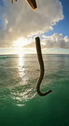 Beach Hunter! Witness an Eagle's Unbelievable Python Takedown! #eagles #Snake #shorts