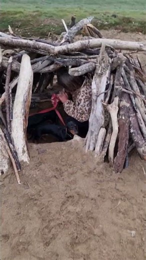 making dens with my daughteran the dogs