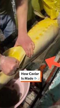 How Caviar Is Made 🥚🐟 @egor___belugafish