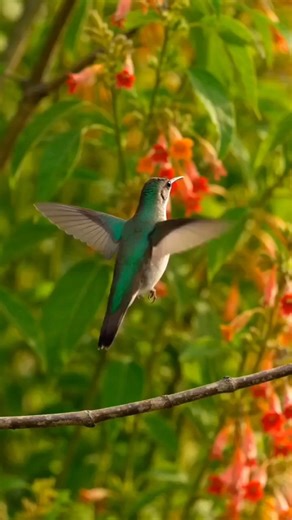 Tiny Hummingbird builds a cutest nest | Timelapse