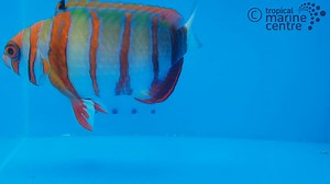 Harlequin Tusk, Choerodon fasciatus, is a species native to the western Pacific Ocean. The harlequin tusk grows to length of 30 cm and have a brightly colored with shades of blue, green, and orange. It has sharp blue teeth. The specimens found in Australia generally have brighter coloration. Check availability on our website https://bit.ly/2PbywIZ #tropicalmarinecentre #harlequintusk #choerodonfasciatus | Tropical Marine Centre