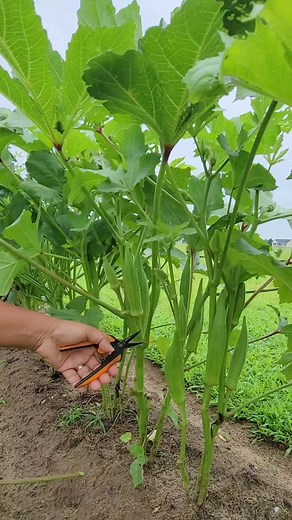 20M views · 259K reactions | Triming Okra Grow Your Own Food #pruning #veggies #gardening #okra #foodgarden #vegetables | Kabsat | Facebook