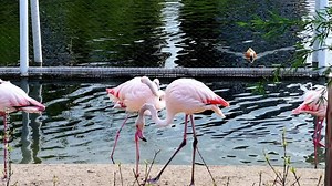 Graceful flamingo walking along the shore of a lake. Gorgeous pink flamingos on the lake. Flock of flamingos spend time in water in a zoo
