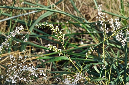 Dotted Smartweed – Persicaria Punctata, Native Annual Wildflower | Moist Soil Plant (30 Seeds) - Etsy