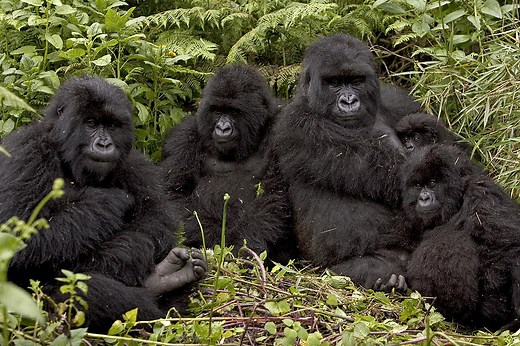 Gorilla Families In Rwanda | Volcanoes National Park Rwanda | Rwanda gorilla groups