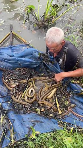 Grandpa Fishing trên TikTok