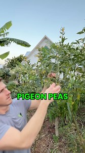 3.5K views · 28K reactions | Pigeon Peas are a very easy crop to grow...