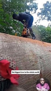 Biggest tree | Lookman