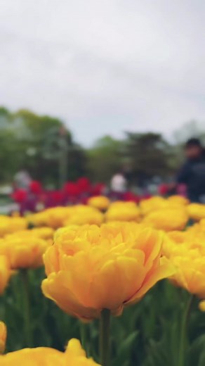 Exploring the Beauty of Tulip Festivals in Albany