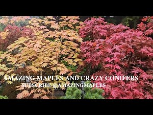Japanese maples on a cloudy day - purple ghost - watch more videos of maples ‪@amazingmaples‬