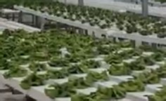 L’aquaponie, qu’est-ce que c’est ?