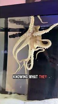 Marty the octopus catches two purple lobsters!