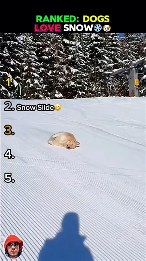 RANKED: DOGS LOVE SNOW #dogslovesnow #funnydogs #snowdogs