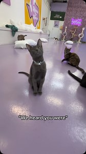 3.7K views · 4K reactions | Little did they know…  You can meet the gang at our cat lounge in Austin, Texas (we promise they’re less scarys in person ) + they’re all rescues and adoptable! Book your visit through the link in bio  #atx #catcafe #cats #catvideos #funny #catlovers #austintx | Purrfecto Cat Lounge | Facebook