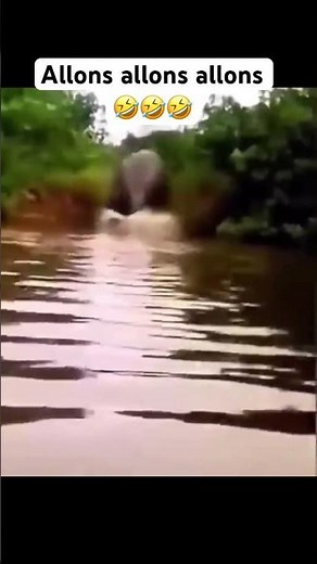 Regardez l’hippopotame oulala allons allons allons