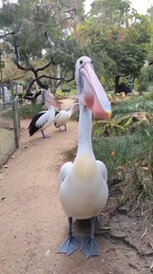 The Australian pelican (Pelecanus conspicillatus) is a large waterbird in the family Pelecanidae, widespread on the inland and coastal waters of Australia and New Guinea, also in Fiji, parts of Indonesia and as a vagrant in New Zealand. It is a predominantly white bird with black wings and a pink bill. It has been recorded as having the longest bill of any living bird. It mainly eats fish, but will also consume birds and scavenge for scraps if the opportunity arises. The Australian pelican is no