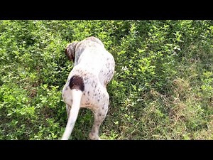 How to train Pointer dog 🐕🐕#labdogs #pointerdog