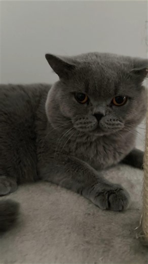 I Pet My British Shorthair… Then He Gave Me THAT Look 😂🐾