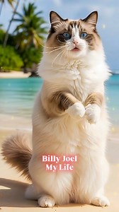 Billy Joel - My Life Cute Bicolor Ragdoll cat speaks his mind with this Billy Joel Cover #billyjoel #mylife #cat #cutecat #catlover | Maged M