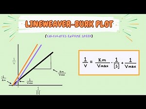 Enzyme Kinetics - The Lineweaver-Burk Plot