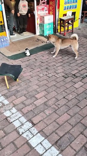 Mother Cat Protects Her Kitten | Heartwarming Cat Moments