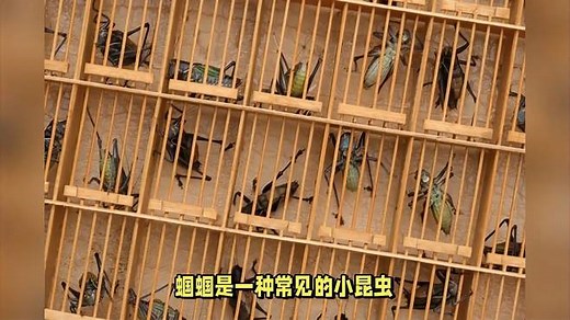 蝈蝈的养殖方法和注意事项