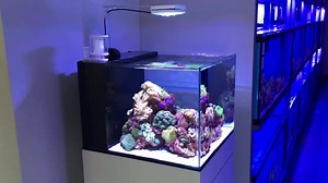 191 reactions · 49 shares | A new mini reef here at TheAquariumDesignStore. The system is our own custom design and used the AI Prime fixture, Cadlights skimmer, and Tunze circulation pump. | Aquarium Design Group | Facebook