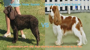 Exploring American Water Spaniel and Cavalier King Charles Spaniel: Origins, Characteristics, and Care