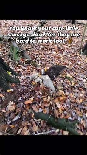 Cherry Hoggs | Dog Training on Instagram: "Small in size but big in personality 🦡 The Dachshund was originally bred in Germany to hunt badgers — their long, low bodies built perfectly for digging and maneuvering through burrows. 🦡 Today, that fearless spirit lives on in every dash, dig, and determined bark. Loyal, curious, and full of attitude, sausage dogs prove that courage doesn’t come in size — it comes in heart. . #dogtraining #reactivedog #rottweiler #doglover #puppytraining #dogtraining