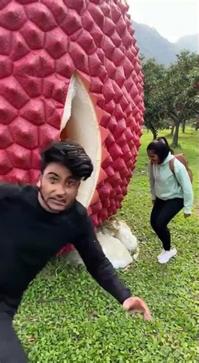 Duniya ka sabse Bada lichi chalo us lichi ke _ #barcalounger #dilekhanif