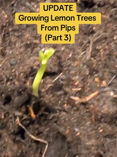My lemon pips are sprouting 5 days after transferring the pips into my propagator. The warmth from my new seedling propagation mat has definitely helped speed up the growth of these seedlings though. More so than I imagined. If you are interested in seeing further progress reports on the growing of lemon trees from pips then don't forget to click on the follow button for regular updates. #lemontrees #lemons #citrus #trees #propagation