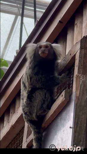 帰りたい コモンマーモセット #Marmoset #コモンマーモセット #Monkey
