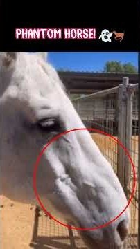 Captured on Camera: Ghost Girl Leads Phantom Horse #shorts