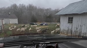 Today I visit Bruce and we drive around his sheep farm looking at sinkholes hoping we can find one with a cave in the bottom. We also walk in the woods and check out some nature. Bruce's Border Collies run loops around us the whole time. | Aquachigger