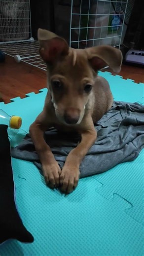 From "tiny" paws to big adventures, growing up too fast 🐾 #dog #dogs #ilovedogs #adoptdontshop