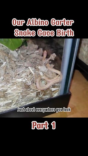 Our Albino Garter Snake Gave Birth