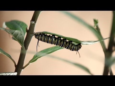 Monarch Life Cycle | From Caterpillar to Butterfly